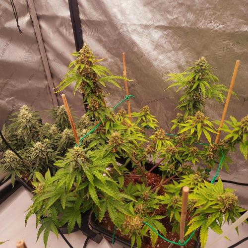 Round #2: Critical Mass CBD Auto. Week 7 - Week 7 - Day 56