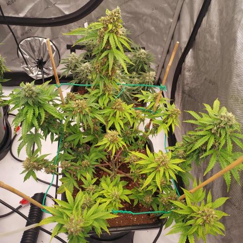 Round #2: Critical Mass CBD Auto. Week 7 - Week 7 - Day 56