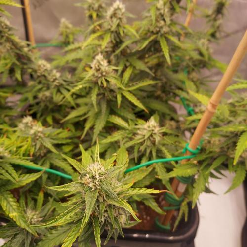 Gelato 41 BX Auto. Week 7 - Week 7 - Day 56