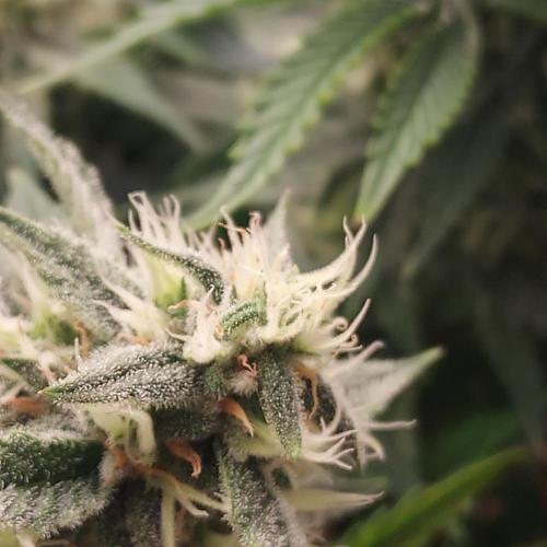 Gelato 41 BX Auto. Week 7 - Week 7 - Day 56 - Now That's Beautiful!