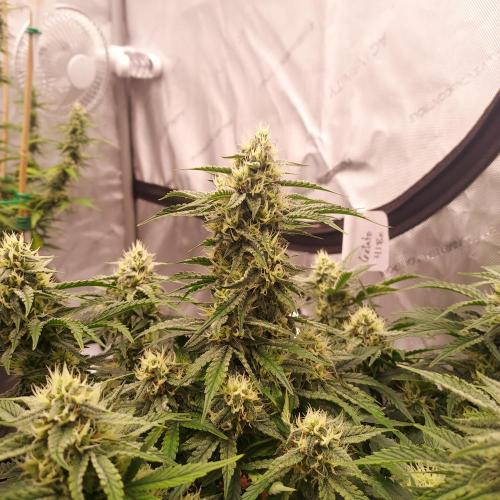 Gelato 41 BX Auto. Week 7 - Week 7 - Day 56 - Happy Canopy!