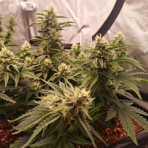 Gelato 41 BX Auto. Week 7 - Week 7 - Day 56 - Stunning and Happy