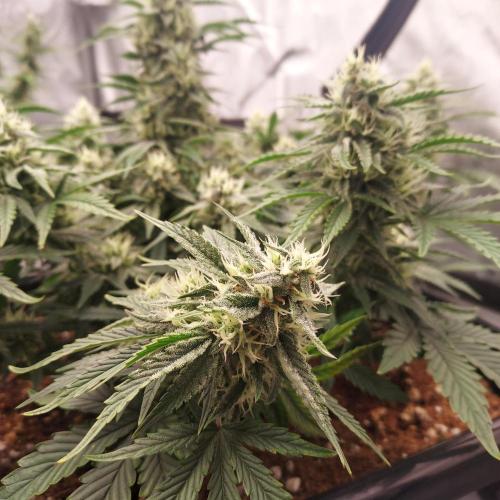 Gelato 41 BX Auto. Week 7 - Week 7 - Day 56