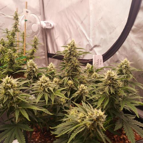 Gelato 41 BX Auto. Week 7 - Week 7 - Day 56
