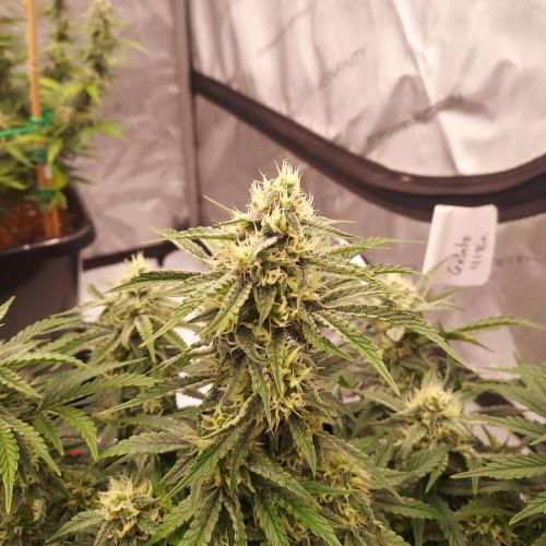 Gelato 41 BX Auto. Week 7 - Week 7 - Day 56 - Main Cola