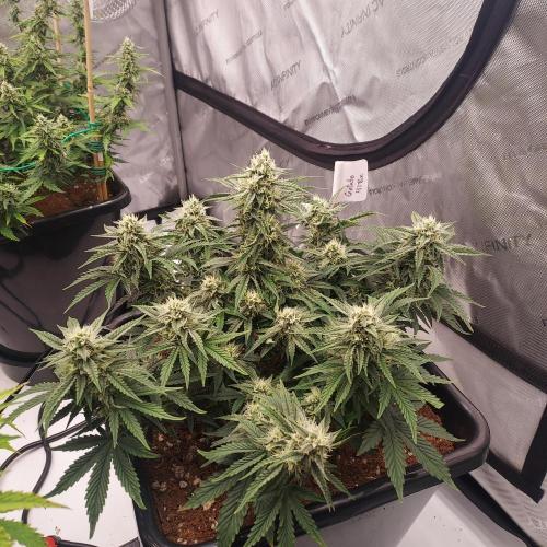 Gelato 41 BX Auto. Week 7 - Week 7 - Day 56 - Indica Structure