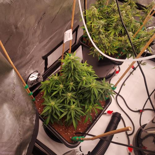 Dos-Si-Dos Auto - Round and Round. Week 7 - Day 56 - Week 7