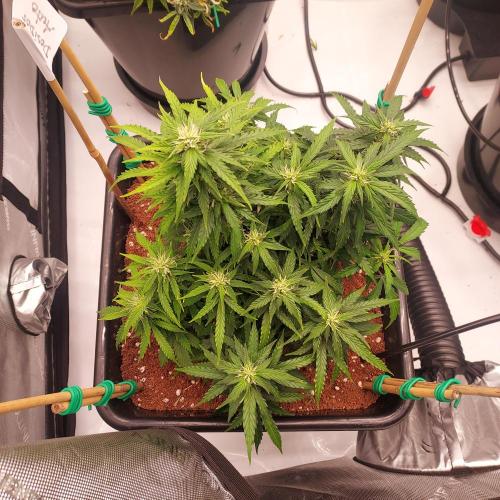 Dos-Si-Dos Auto - Round and Round. Week 7 - Day 56 - Week 7