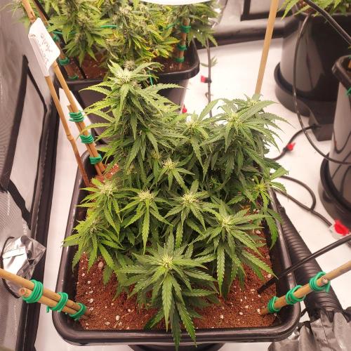 Dos-Si-Dos Auto - Round and Round. Week 7 - Day 56 - Week 7