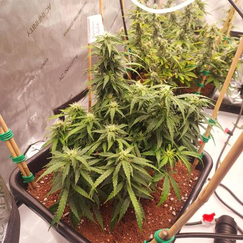 Dos-Si-Dos Auto - Round and Round. Week 7 - Day 56 - Week 7