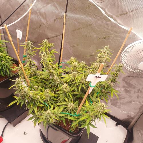 Gelato Auto - I'd Love A Scoop. Week 7 - Day 56 - Week 7