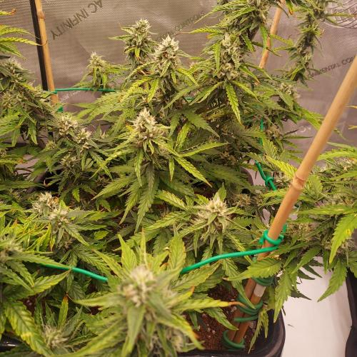 Gelato Auto - I'd Love A Scoop. Week 7 - Day 56 - Week 7