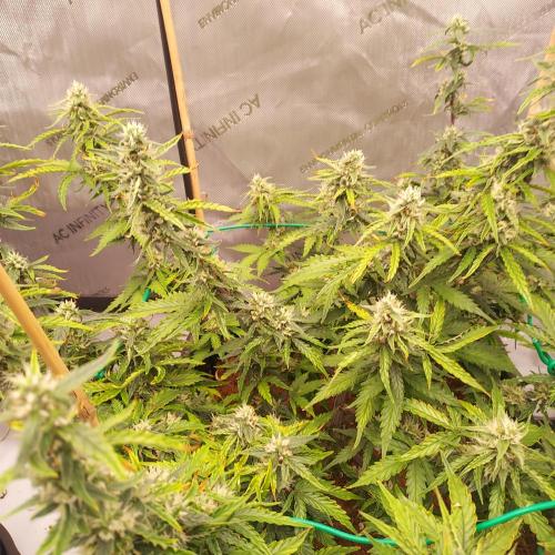 Gelato Auto - I'd Love A Scoop. Week 7 - Day 56 - Week 7