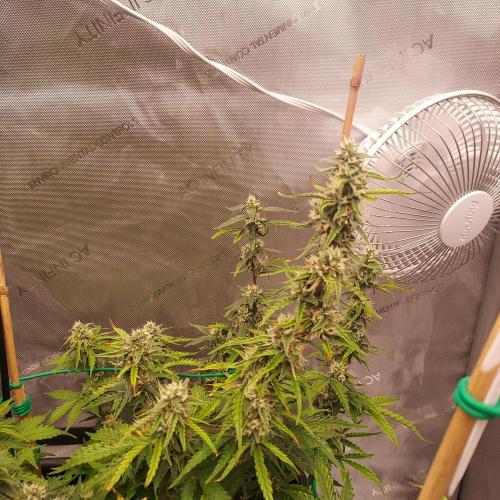 Gelato Auto - I'd Love A Scoop. Week 7 - Day 56 - Week 7