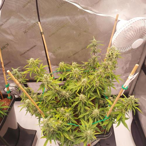 Gelato Auto - I'd Love A Scoop. Week 7 - Day 56 - Week 7