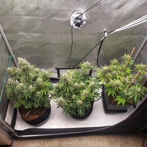 Zkittlez (#2) - Double the Rainbow. Week 9 - Day 62 - Week 8 - Happy Tent