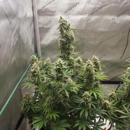 Zkittlez (#2) - Double the Rainbow. Week 9 - Day 62 - Week 8 - I Love Her Shape