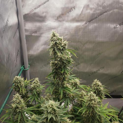 Zkittlez (#2) - Double the Rainbow. Week 9 - Day 62 - Week 8 - Main Cola