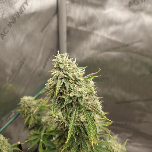 Zkittlez (#2) - Double the Rainbow. Week 9 - Day 62 - Week 8 - Main Cola