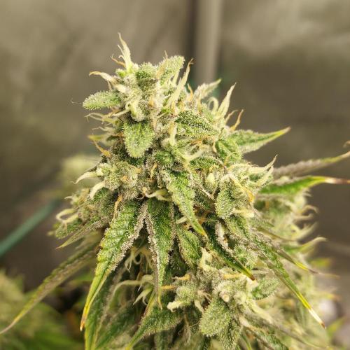 Zkittlez (#2) - Double the Rainbow. Week 9 - Day 62 - Week 8 - Close-Up
