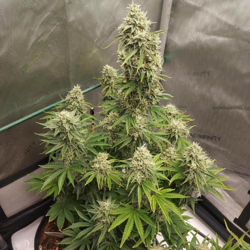 Zkittlez (#2) - Double the Rainbow. Week 9 - Day 62 - Week 8 - Happy Plant