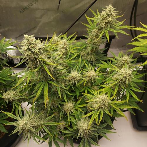 Zkittlez (#1) Auto - Taste the Rainbow. Week 9 - Day 62 - Week 8