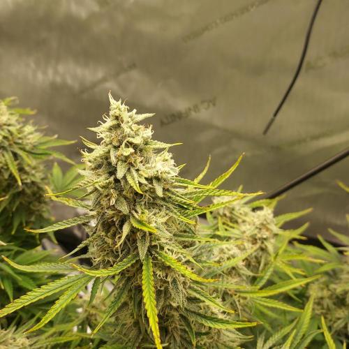 Zkittlez (#1) Auto - Taste the Rainbow. Week 9 - Day 62 - Week 8