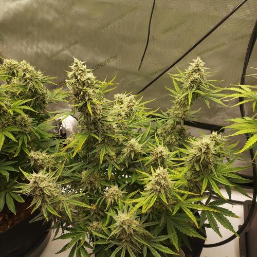 Zkittlez (#1) Auto - Taste the Rainbow. Week 9 - Day 62 - Week 8
