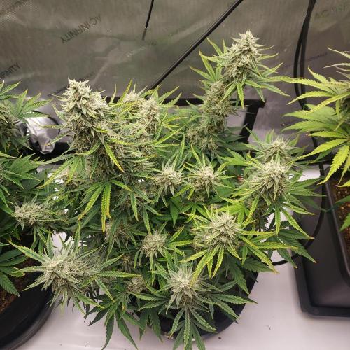 Zkittlez (#1) Auto - Taste the Rainbow. Week 9 - Day 62 - Week 8