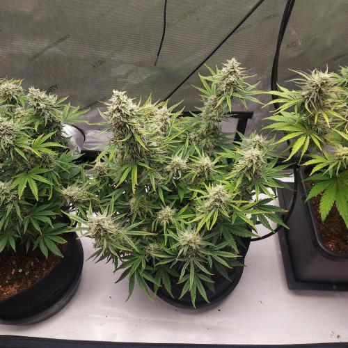 Zkittlez (#1) Auto - Taste the Rainbow. Week 9 - Day 62 - Week 8