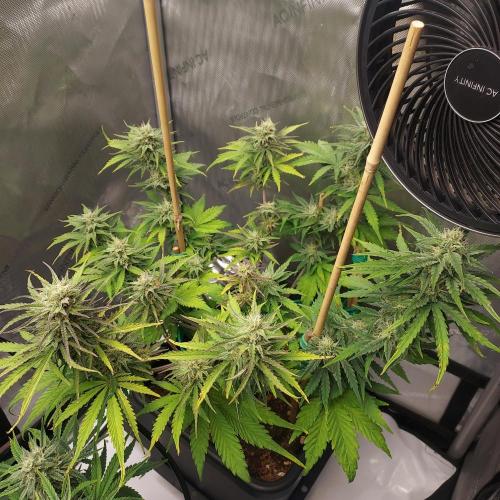 CBG Relief Auto - Pain Relief Hope!. Week 8 - Day 55 - Week 7 