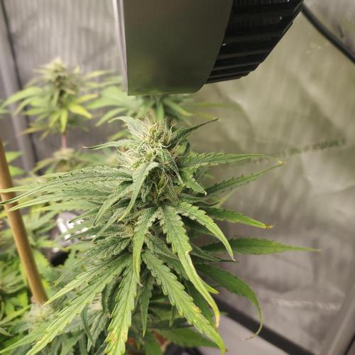 CBG Relief Auto - Pain Relief Hope!. Week 8 - Day 55 - Week 7 