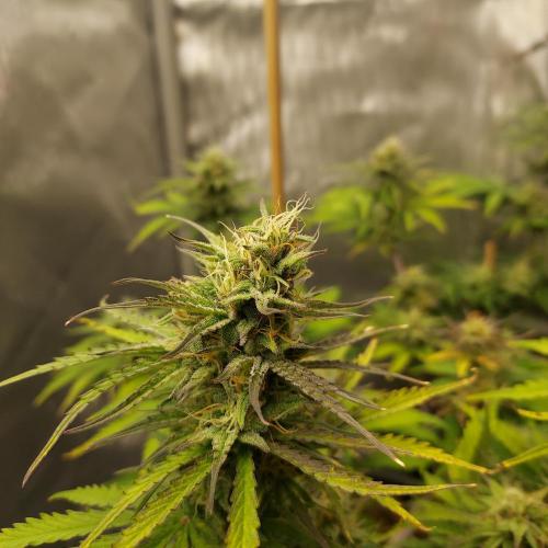 CBG Relief Auto - Pain Relief Hope!. Week 8 - Day 55 - Week 7 