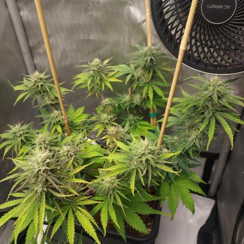CBG Relief Auto - Pain Relief Hope!. Week 8 - Day 55 - Week 7 