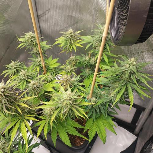CBG Relief Auto. Week 8
