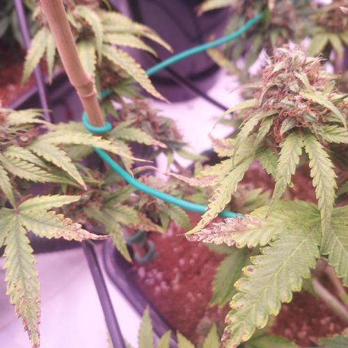 Round #2: Critical Mass CBD Auto. Week 8 - Day 64- Showing Some PK Deficiency? Not Sure If I Have Time To Adjust
