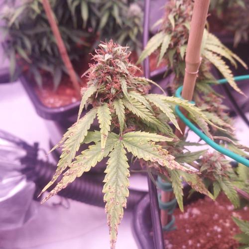 Round #2: Critical Mass CBD Auto. Week 8 - Day 64- Showing Some PK Deficiency? Not Sure If I Have Time To Adjust
