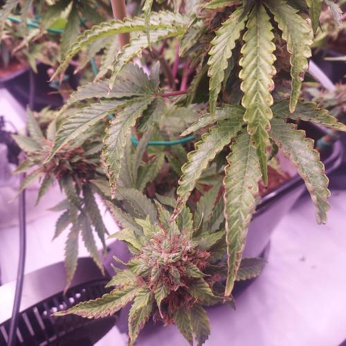 Round #2: Critical Mass CBD Auto. Week 8 - Day 64- Showing Some PK Deficiency? Not Sure If I Have Time To Adjust