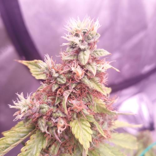 Round #2: Critical Mass CBD Auto. Week 8 - Day 64- Showing Some PK Deficiency? Not Sure If I Have Time To Adjust