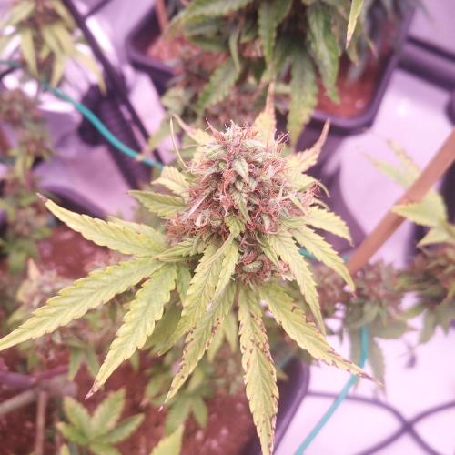 Round #2: Critical Mass CBD Auto. Week 8 - Day 64- Showing Some PK Deficiency? Not Sure If I Have Time To Adjust