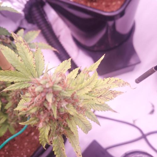 Round #2: Critical Mass CBD Auto. Week 8 - Day 64- Showing Some PK Deficiency? Not Sure If I Have Time To Adjust