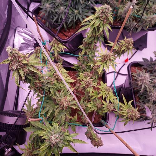 Round #2: Critical Mass CBD Auto. Week 8 - Day 63 - Week 9 - Starting to Fade Hopefully Done Soon