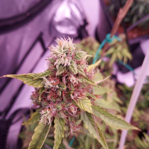 Round #2: Critical Mass CBD Auto. Week 8 - Day 63 - Week 9 - Starting to Fade Hopefully Done Soon