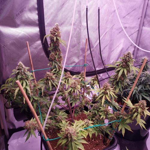 Round #2: Critical Mass CBD Auto. Week 8 - Day 63 - Week 9 - Starting to Fade Hopefully Done Soon