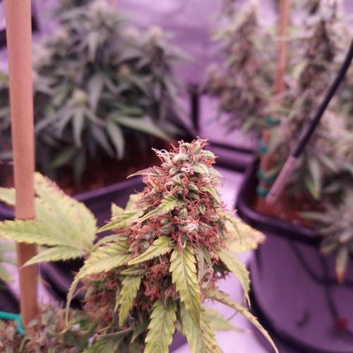 Round #2: Critical Mass CBD Auto. Week 8 - Day 63 - Week 9 - Starting to Fade Hopefully Done Soon