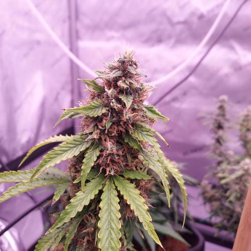 Round #2: Critical Mass CBD Auto. Week 8 - Day 63 - Week 9 - Starting to Fade Hopefully Done Soon