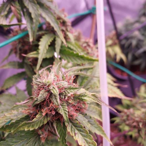 Round #2: Critical Mass CBD Auto. Week 8 - Day 63 - Week 9 - Starting to Fade Hopefully Done Soon
