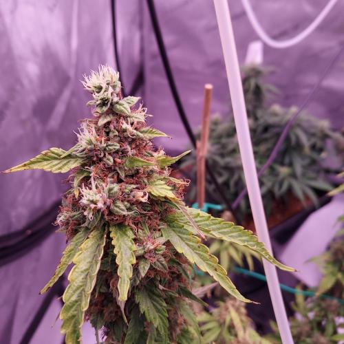 Round #2: Critical Mass CBD Auto. Week 8 - Day 63 - Week 9 - Starting to Fade Hopefully Done Soon