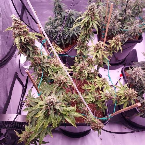 Round #2: Critical Mass CBD Auto. Week 8 - Day 63 - Week 9 - Starting to Fade Hopefully Done Soon