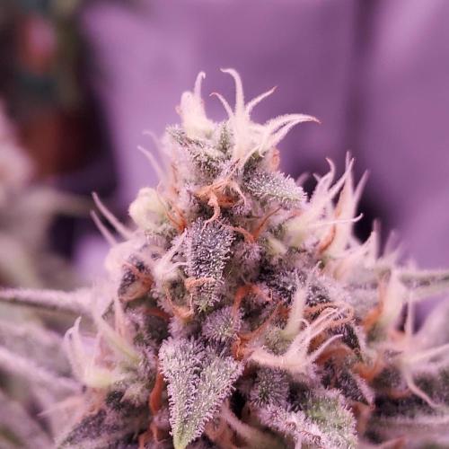 Gelato 41 BX Auto. Week 8 - Day 63 - Week 9 - Best Plant of the Tent